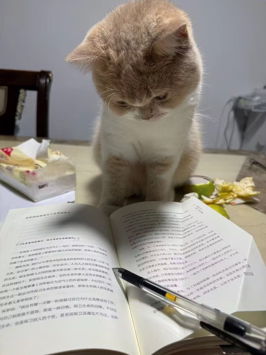 小咩猫